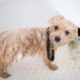 4 Plumbing Tips that New Pet Owners Need to Know - household plumbing inspection - Ehret Plumbing